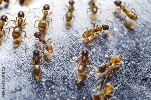 Canvas Print Close up of red imported fire ants (Solenopsis invicta)