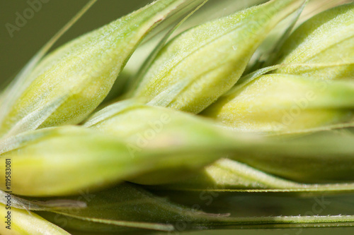 Closeup of a cereal crop. photo