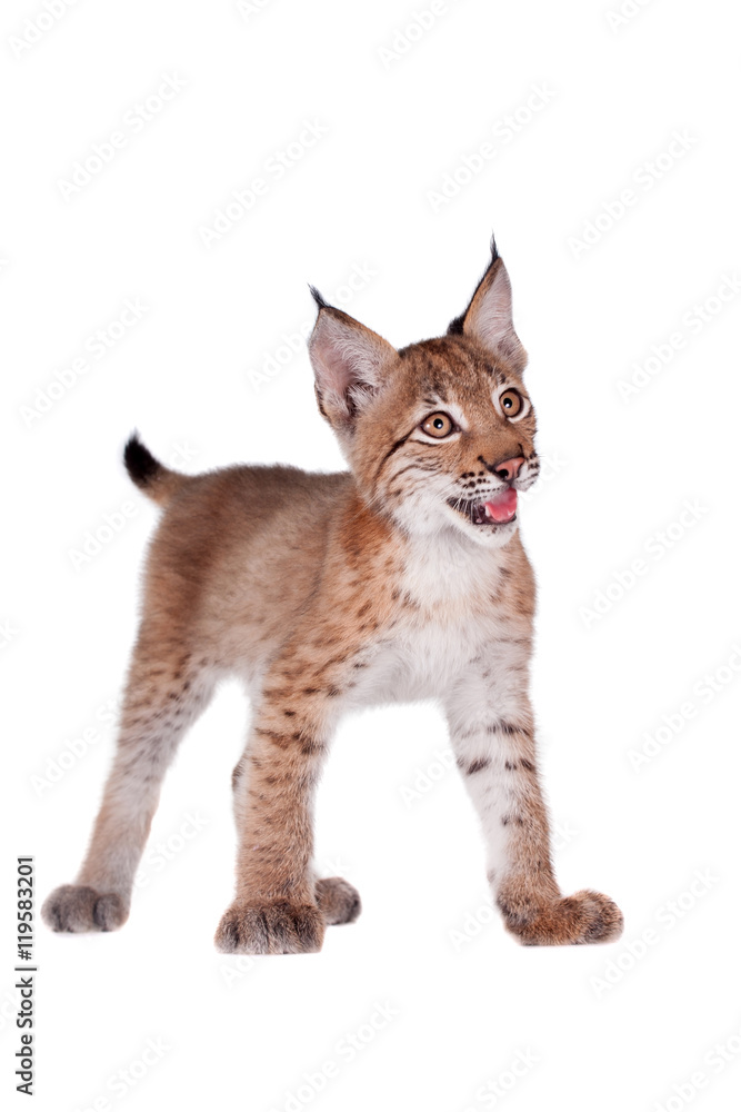 Obraz premium Eurasian Lynx cub on white