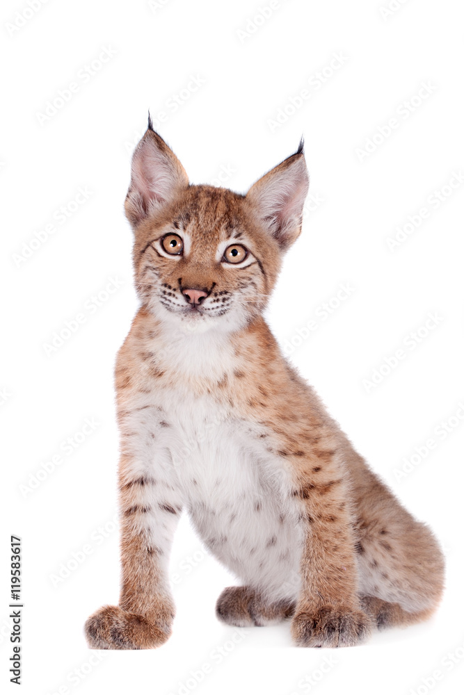 Fototapeta premium Eurasian Lynx cub on white