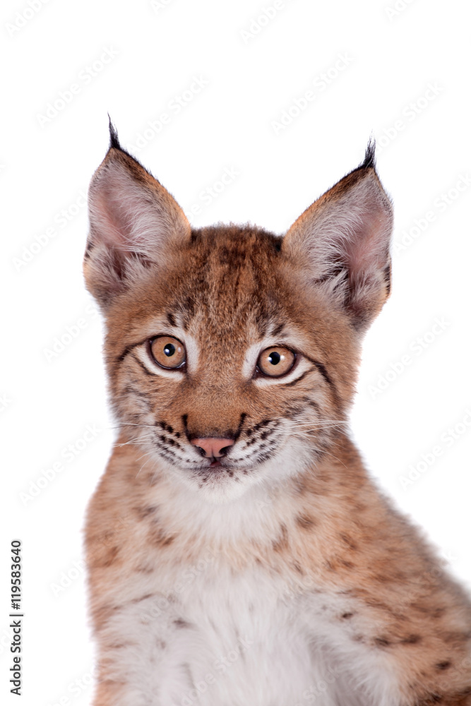 Eurasian Lynx cub on white Eurasian Lynx cub on white