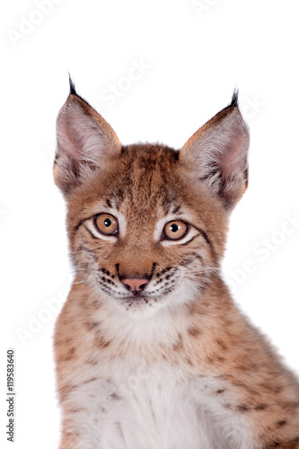 Eurasian Lynx cub on white