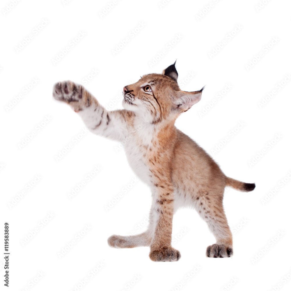 Naklejka premium Eurasian Lynx cub on white