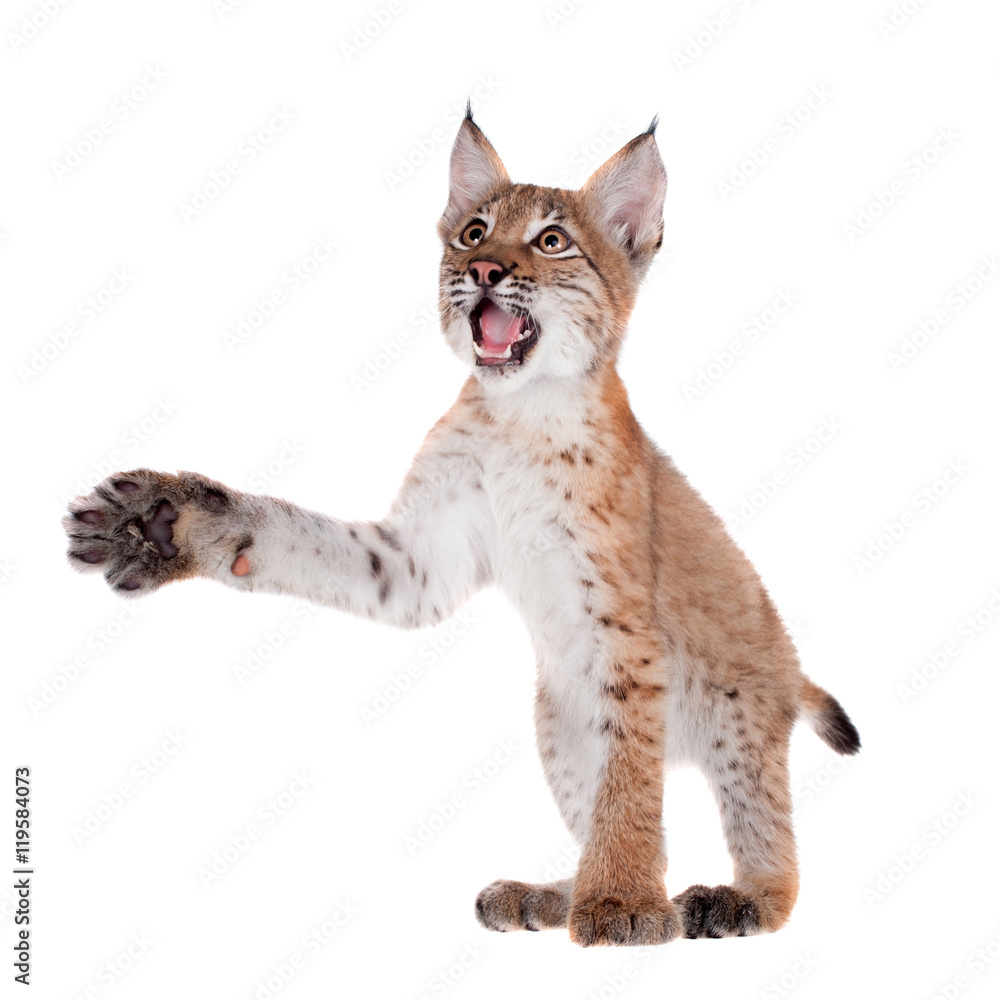 Naklejka premium Eurasian Lynx cub on white