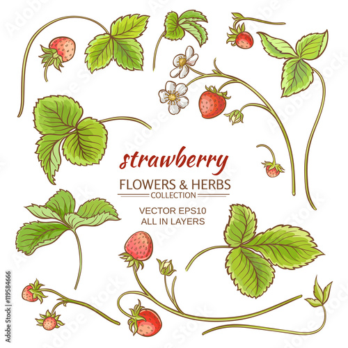 strawberry elements vector set