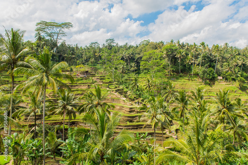 Wallpaper Mural ウブド Torontodigital.ca