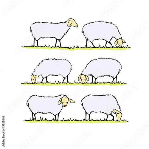 Sheep herd illustration