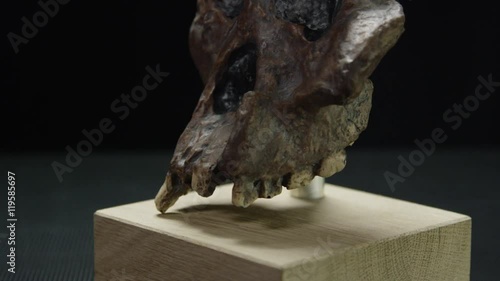 Australopithecus Skull on Display in Evolution Exhibit photo