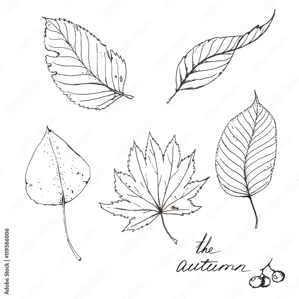 Hand drawn line art. Ink sketch of different autumn leaves isolated on the white background