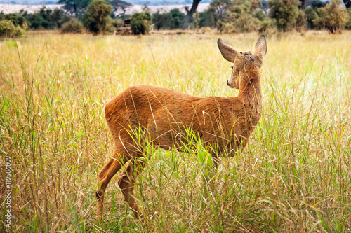 Young wild deer standing in the green grass
