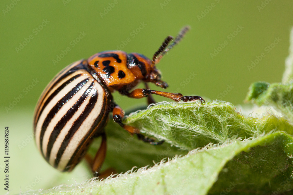 Fototapeta premium Colorado beetle on potato leaf.