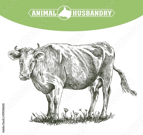 sketch of cow drawn by hand. livestock. cattle. animal grazing