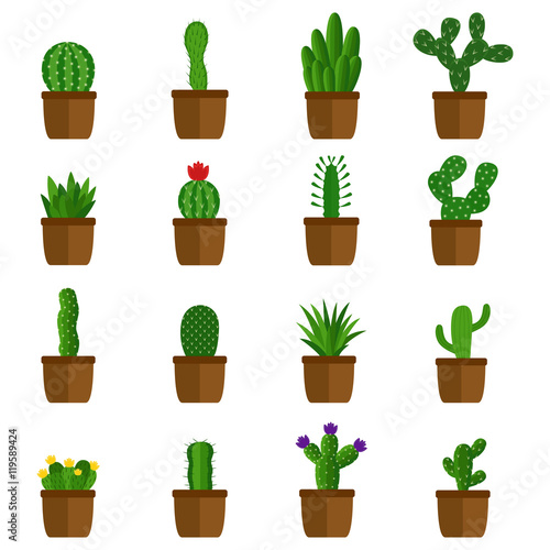 Set of cactus in pots, vector illustration
