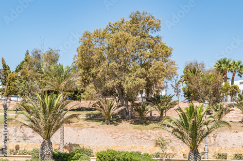 Palm trees on a sunny day, growing in southern spain mediterranean region