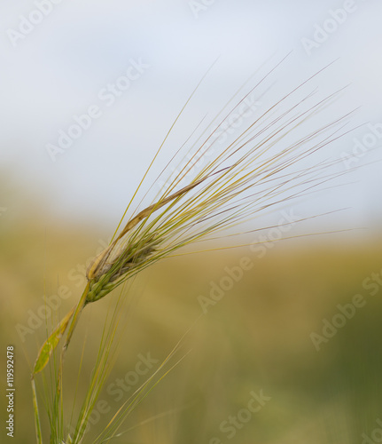 Single wheat in the wind.