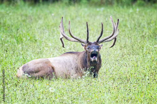 Large bull elk laying down while bugling. © Todd Ryburn