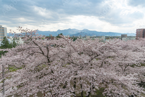 The Cherry-blossoms in Iwate park (Morioka castle site park).