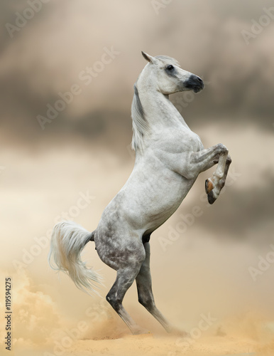 Obraz na plátně arabian horse rearing in dust