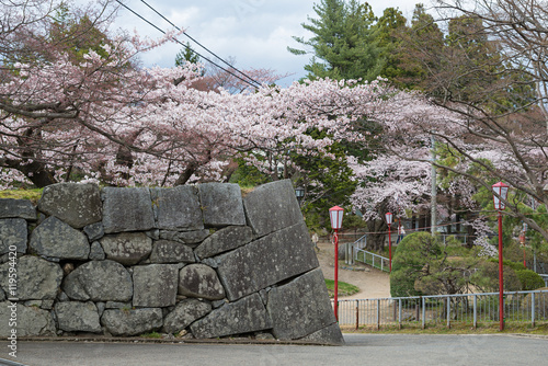 The Cherry-blossoms in Iwate park (Morioka castle site park).