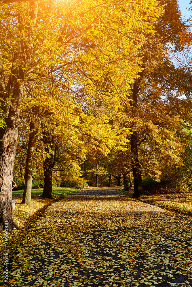 Beautiful autumn park.  Fall trees and leaves. Autumn Landscape.