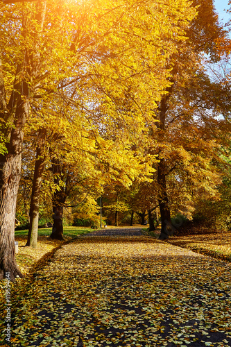 Beautiful autumn park. Fall trees and leaves. Autumn Landscape.