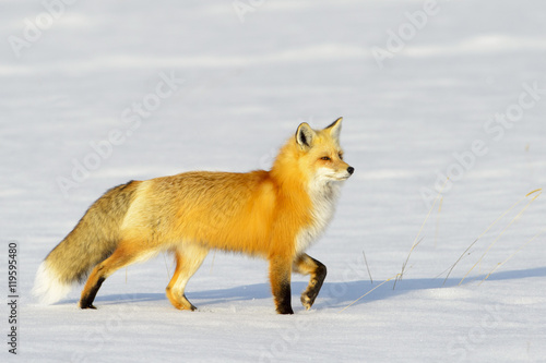 American Red Fox (Vulpes vulpes fulva) adult, walking on snow, Yellowstone N P , Wyoming, USA. © andreanita
