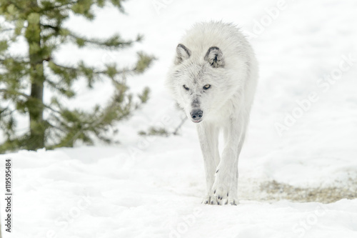 Gray timber wolf (Canis lupus), walking in snow.