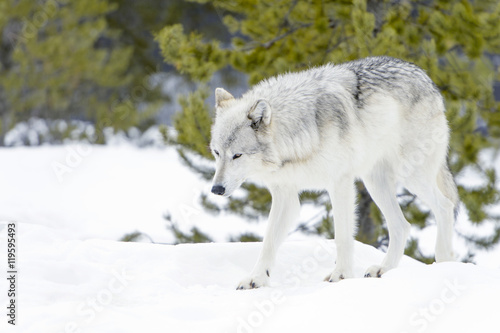 Gray timber wolf (Canis lupus), walking in snow. © andreanita