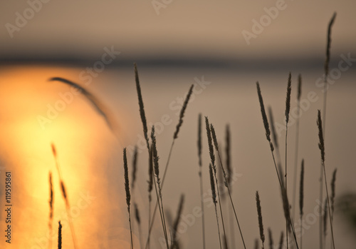 An amazing sunset by the sea. Image taken in Finland during summer evening. Some grass is acting as a silhouette. Plenty of room for text.