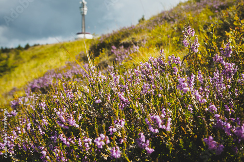 Photos Alpine wild flowers in the wind with a transmitter tower in background