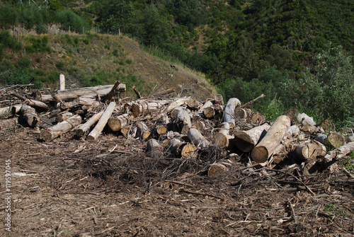 Deforestation, various tress cut of, forest destruction and environmental issues theme.
