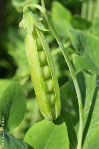 open pea pod on a stalk growing in the vegetable garden, vertical frame