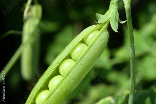 open pea pod on a stalk growing in the vegetable garden, closeup