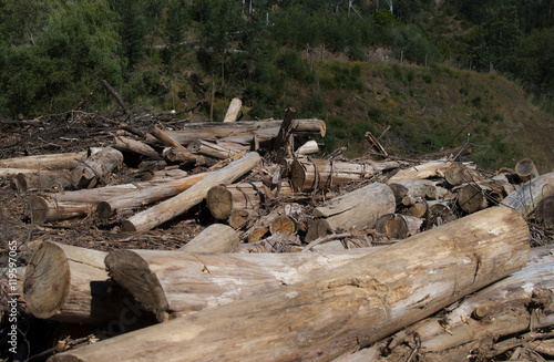 Deforestation, Cutt Trees on the ground with live forest on background. Rainforest deforestation exposure