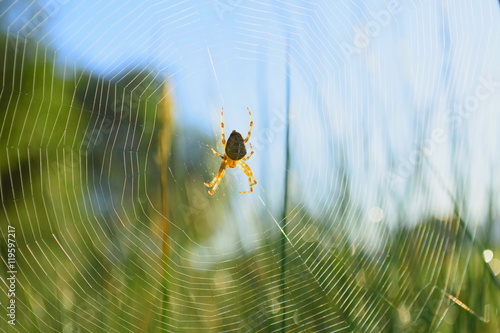 Garden spider with webin the early morning photo