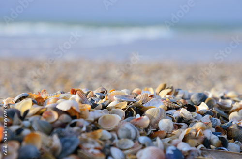 shelly beach