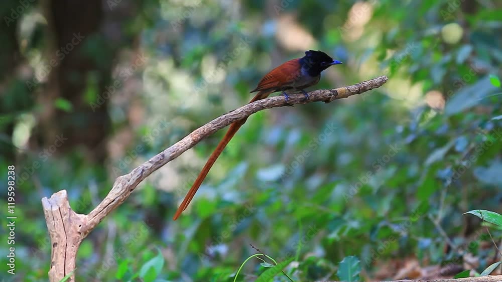 Bird in nature, asian paradise flycatcher perching on a branch Bird in nature, asian paradise flycatcher perching on a branch