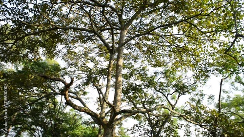 Wide panning low angle view of tree branches and leaves at Lake Nkuruba, Uganda. photo