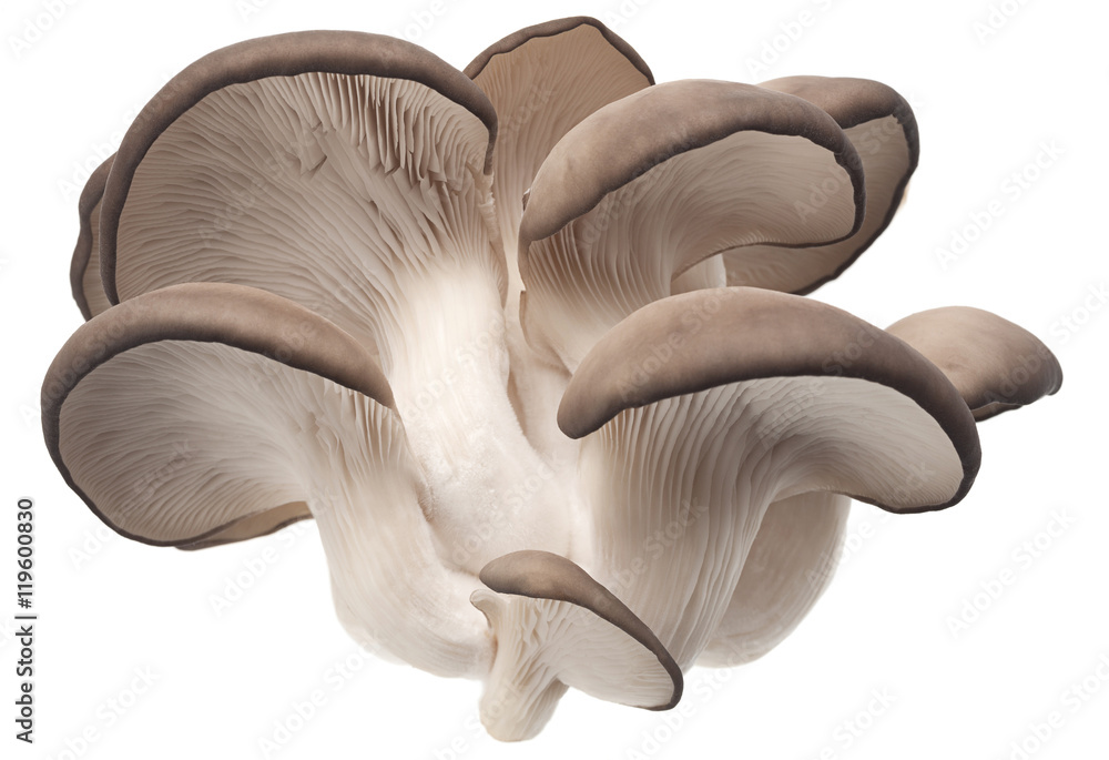oyster mushroom on white oyster mushroom on white