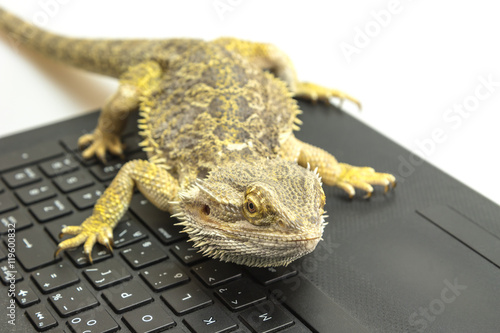 Front view of Agama lizard lying on a notebook keyboard. Agama is looking at the camera. All potential trademarks are removed.