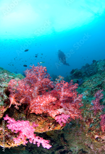 Scuba Diving on a colorful tropical Coral Reef   north andaman  Thailand