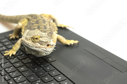 Front viwe of the Agama lizard standing on the notebook keyboard and looking at the monitor. All potential trademarks are removed.