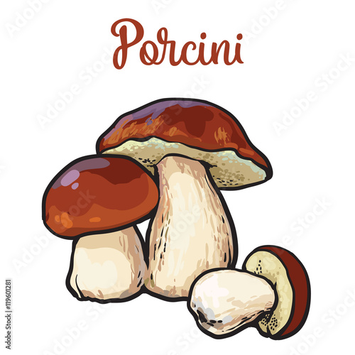 Set of porcini edible mushrooms sketch style vector illustration isolated on white background. Collection of edible mushrooms - porchini