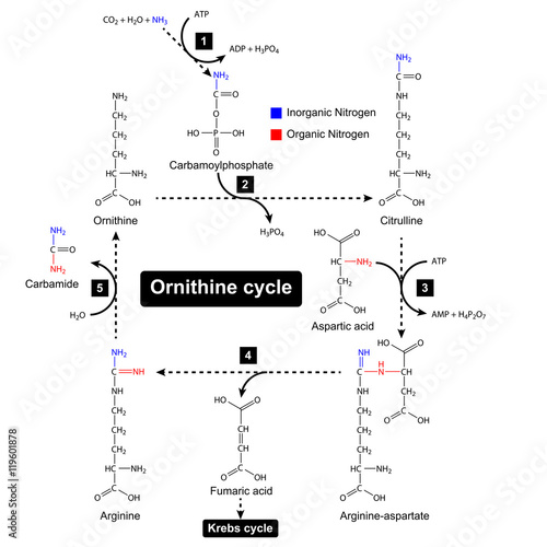 Ornithine cycle, urea metabolic cycle