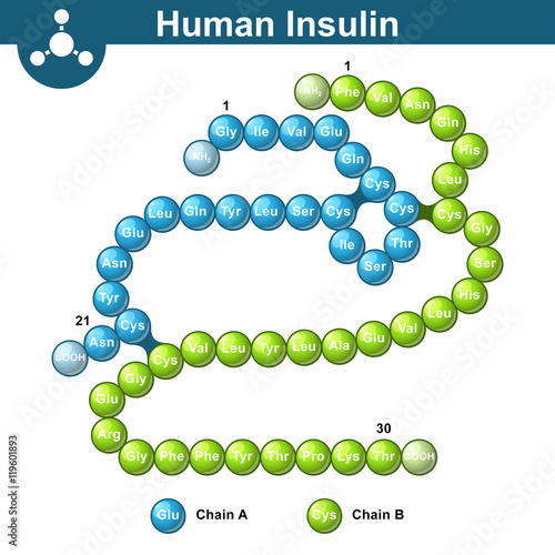 Human insulin hormone molecule