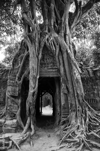 Spung tree roots over the prasat gate of the Ta Som temple ruins, Angkor, Cambodia. Black and white picture