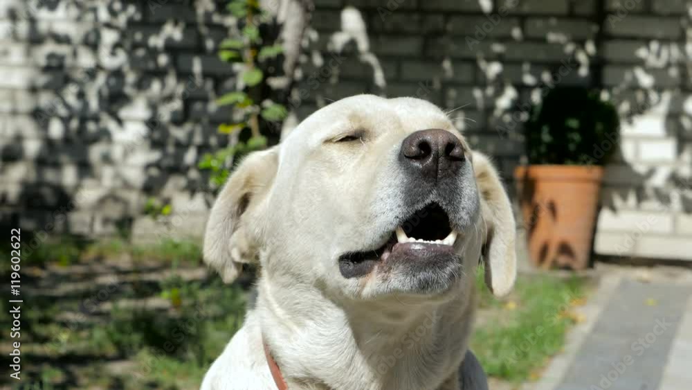 labrador retriever dog barking to camera labrador retriever dog barking to camera