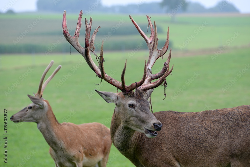 Fototapeta premium Vater und Sohn, stattlicher Hirsch mit hersbhängendem Bast und Junghirsch auf der Wiese