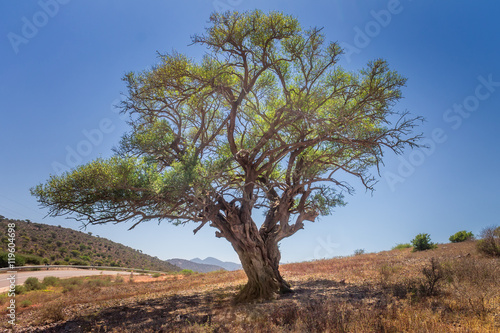 Argan tree in the sun, Morocco