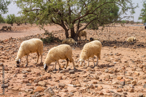 Sheep graze in the dry field in Morocco photo